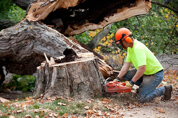 Best Tree Removal Service  in Holyoke, MA